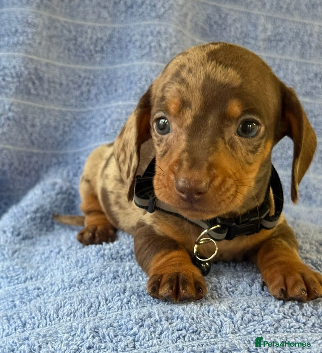 Miniature Dachshund dogs for sale: KC Reg Miniature Dachshund Puppies  - Advert 18