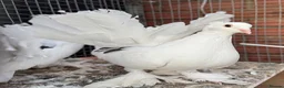 Pigeons birds for sale: Beautiful pair of Indian Fantail pigeons  in Hounslow - Advert 2