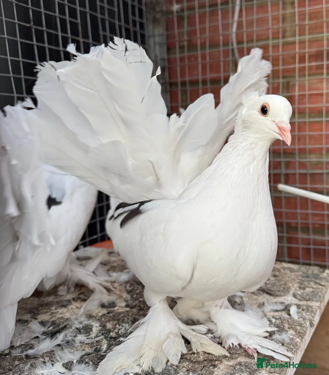 Pigeons birds for sale: Beautiful pair of Indian Fantail pigeons  in Hounslow - Advert 2
