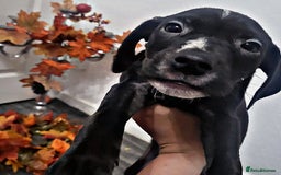 Mixed Breed dogs for sale: Beautiful mixed breed puppies - Image 5