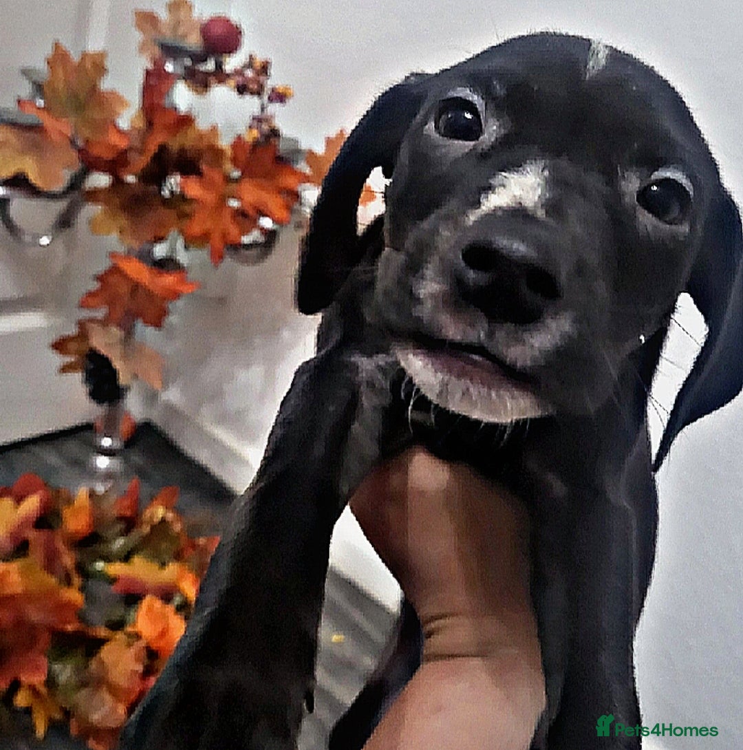 Mixed Breed dogs for sale: Beautiful mixed breed puppies - Image 5