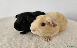 Guinea Pig rodents for sale: Lots of gorgeous boy guinea pigs in Faringdon - Image 8