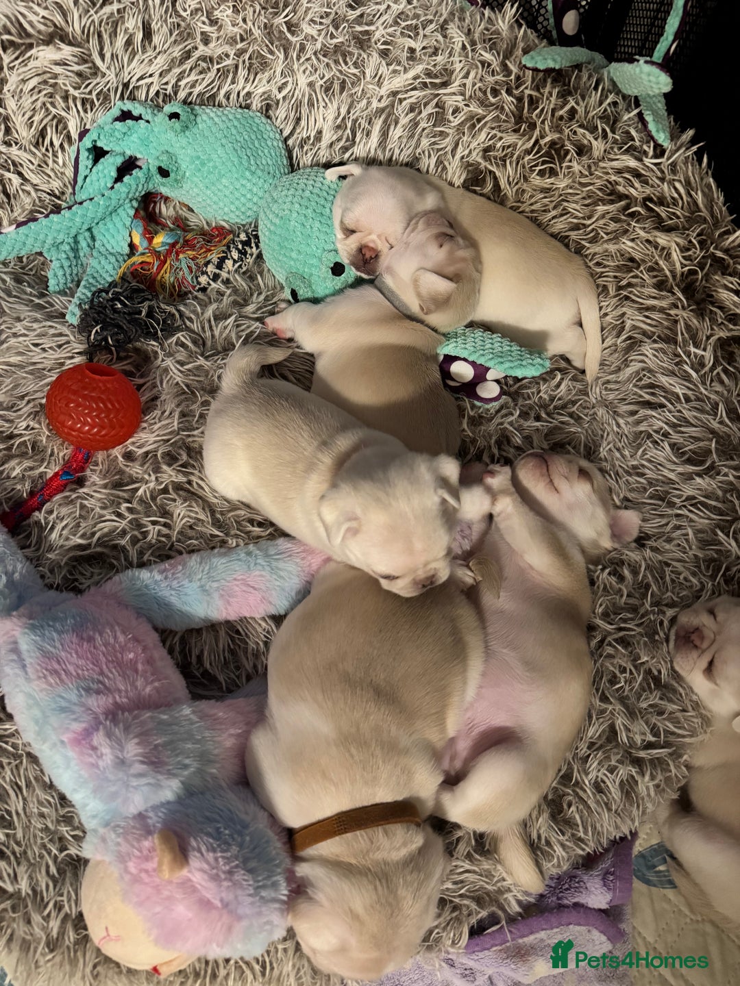 Pug dogs for sale: beautiful rare colour pug puppies - Advert 15