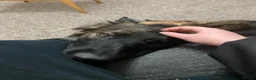 German Shepherd dogs for sale: German shepherd  - Advert 5