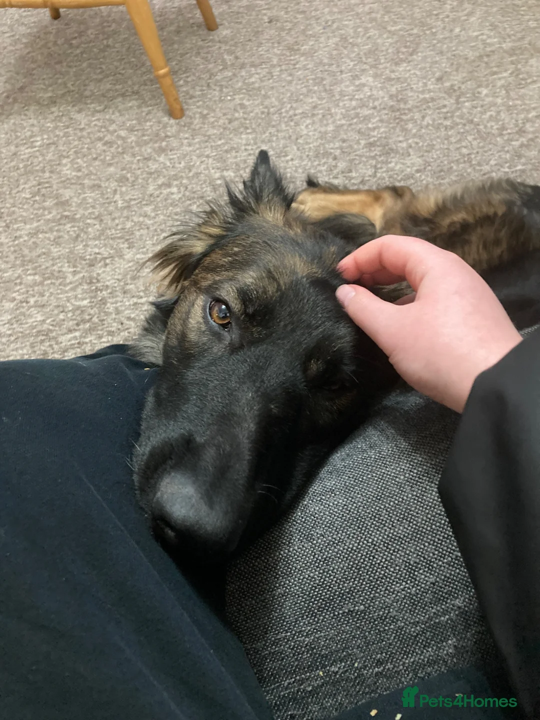 German Shepherd dogs for sale: German shepherd  - Advert 5