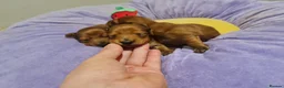 Miniature Dachshund dogs for sale: Pra clear-Beautiful miniature LG Dachshund pupps - Advert 7