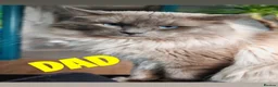 Mixed Breed cats for sale: 2 Beautiful Ragdoll Cross Kittens Ready Soon in Preston - Advert 8