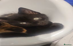 British Shorthair cats for sale: 2 all black male kittens available  - Image 2
