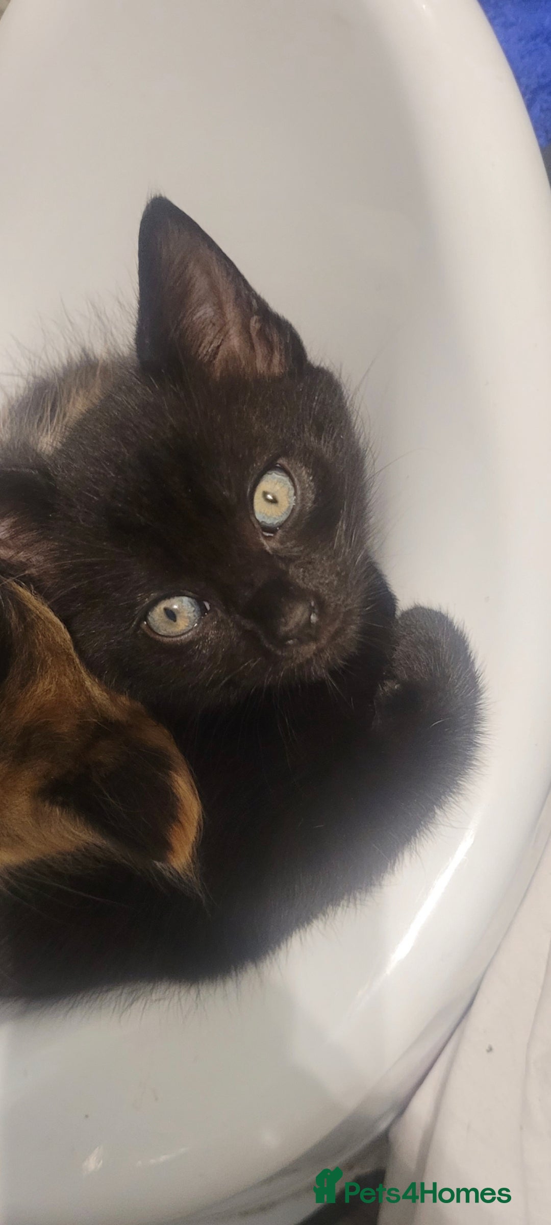 British Shorthair cats for sale: 2 all black male kittens available  - Image 2