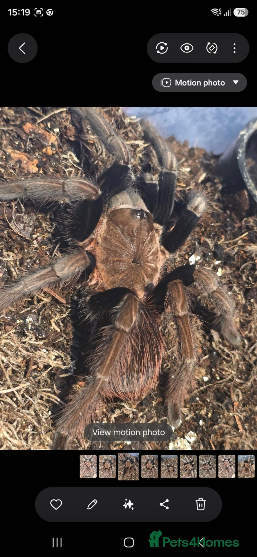 Tarantulas invertebrates Tarantula list - Advert 1