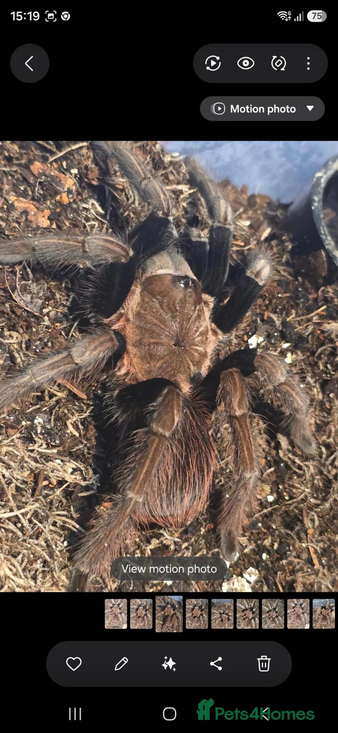 Tarantulas invertebrates for sale: Tarantula list - Advert 1