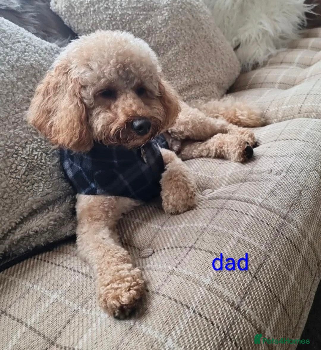Toy Poodle dogs for sale: Toypoodle puppies  in Leeds - Advert 10