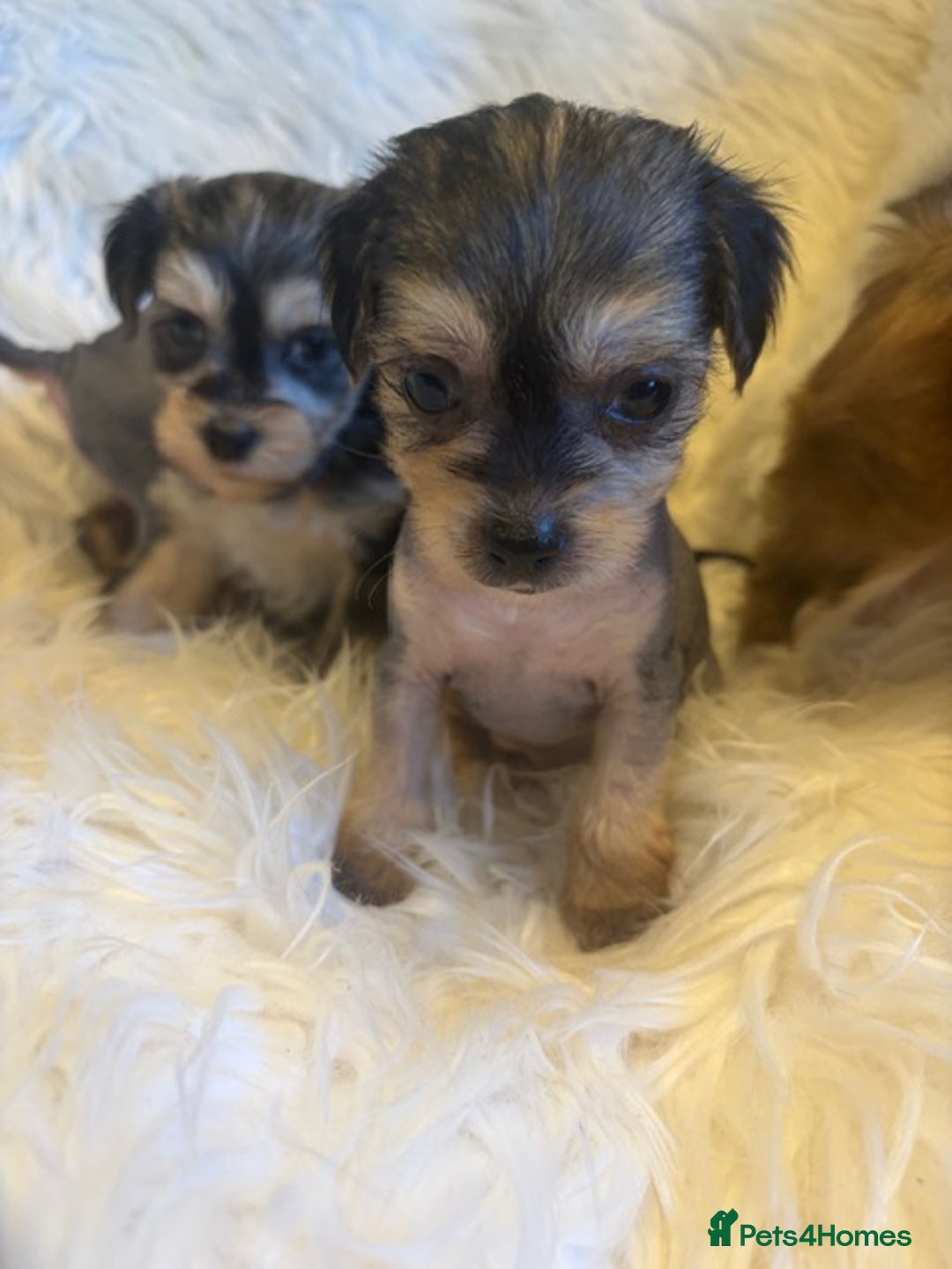 Chinese Crested dogs for sale: KC Reg Chinese created puppies - Advert 15