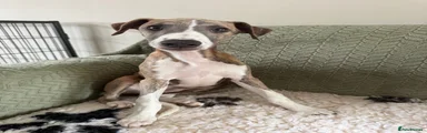 Whippet 2