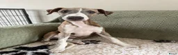Whippet dogs for sale: 2 whippet boys💙 - Advert 2