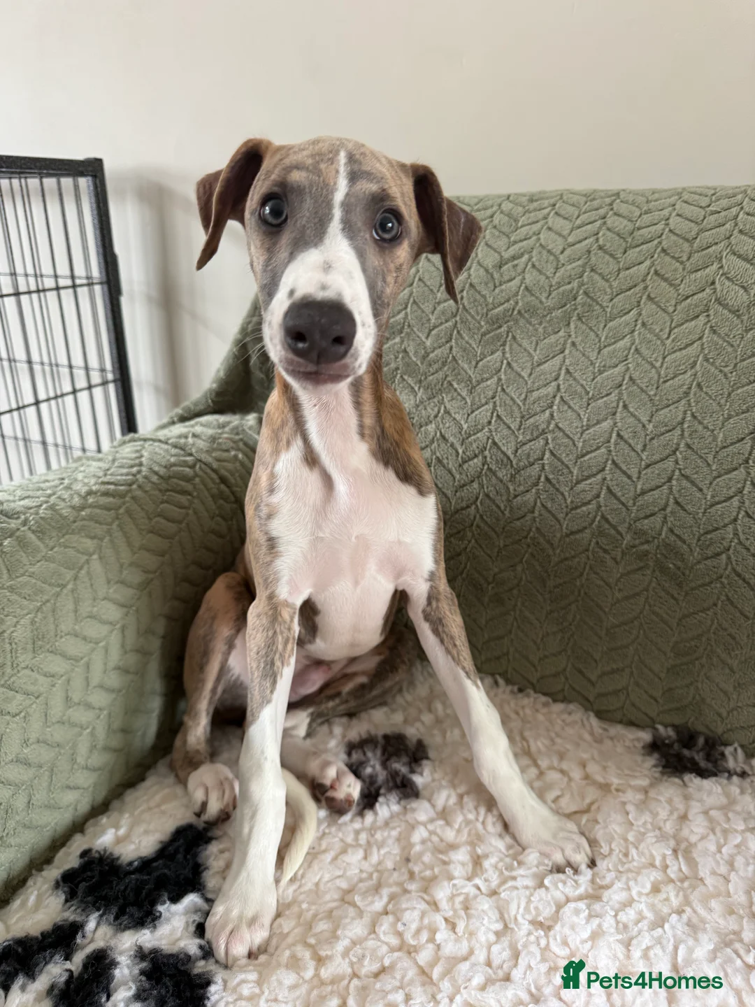 Whippet dogs for sale: 2 whippet boys💙 - Advert 2
