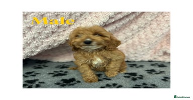 Cockapoo dogs - Advert 6