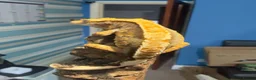 Gecko reptiles for sale: CRESTED GECKOS £80 each  - Advert 12