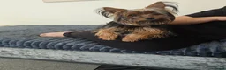 Yorkshire Terrier dogs for sale: 9-month yorkshire terrier - Advert 5