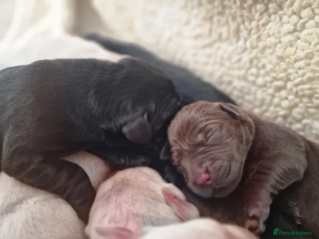 Labrador Retriever dogs for sale: Pedigree labrador puppies all 3 colours  - Advert 14