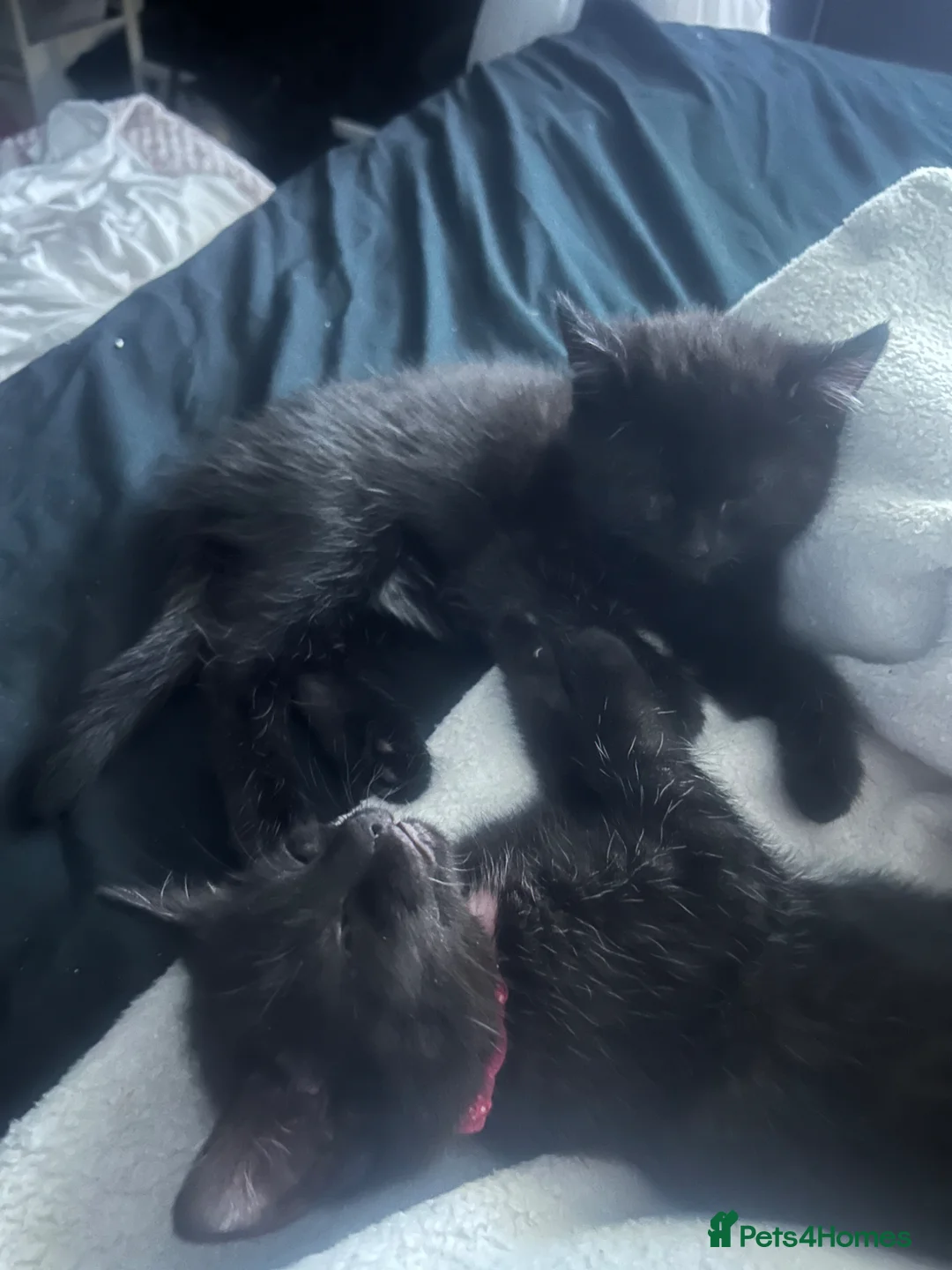 Mixed Breed cats for sale: 8 week old kittens  in Belfast - Advert 2