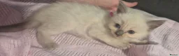Ragdoll cats for sale: Ragdoll kittens in Witham - Advert 6