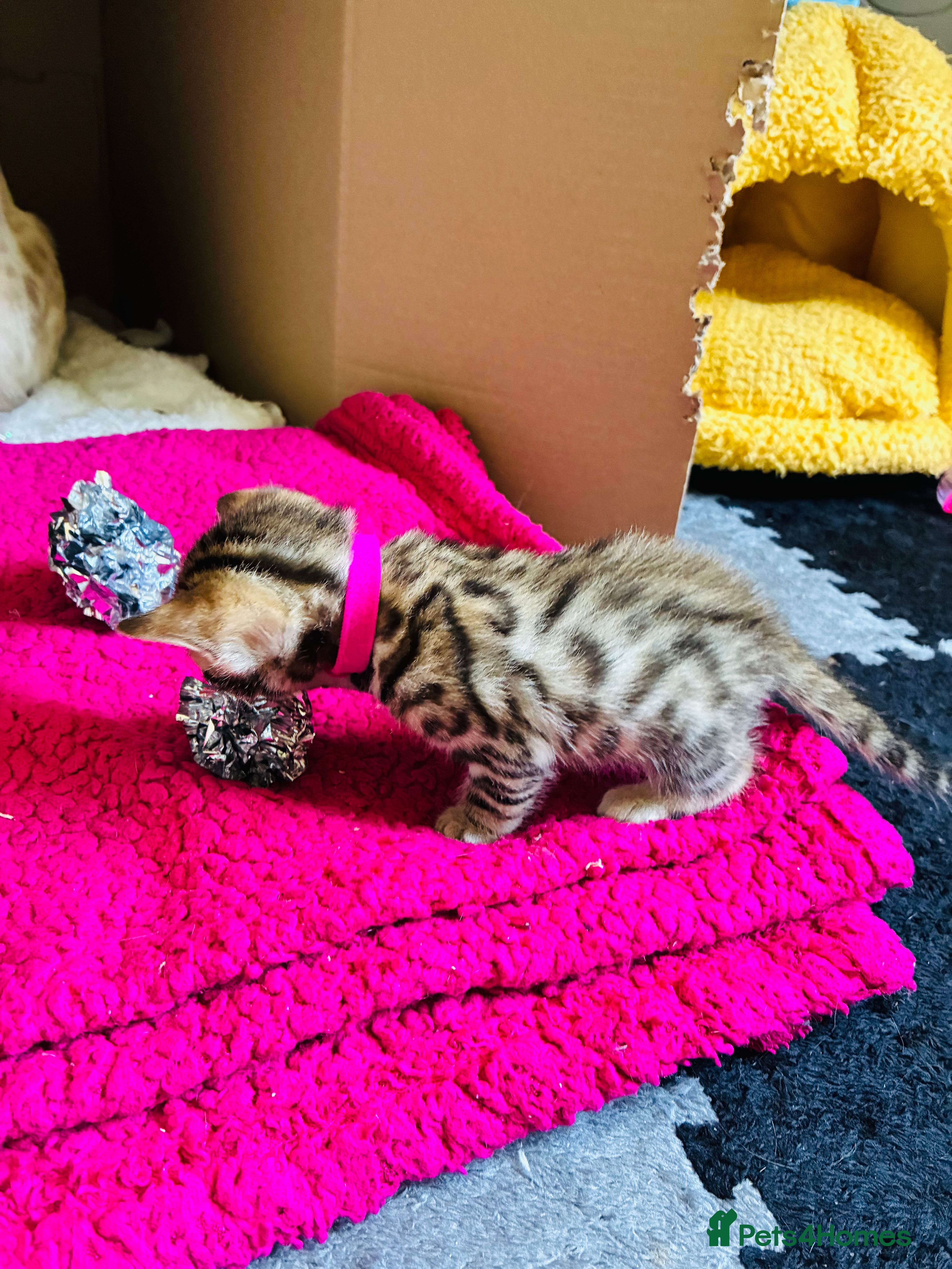 Bengal cats Stunning Bengal Kittens  - Advert 2