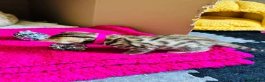 Miss.Pink