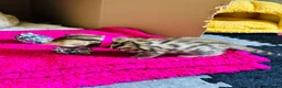 Bengal cats for sale: Stunning Bengal Kittens  - Advert 9