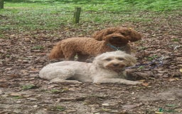 Cockapoo dogs for sale: Beautiful red girls - Image 6