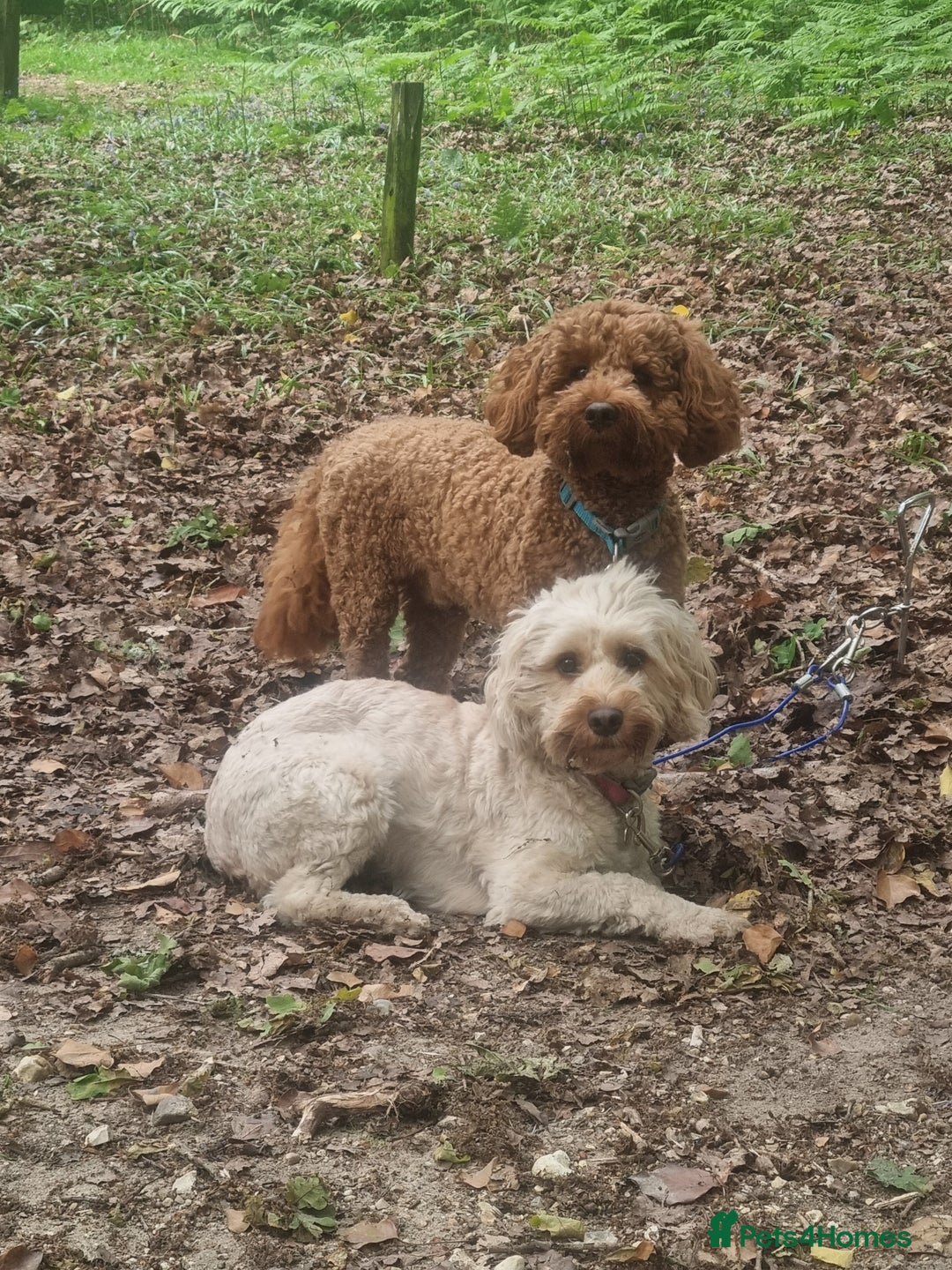 Cockapoo dogs for sale: Beautiful red girls - Image 6