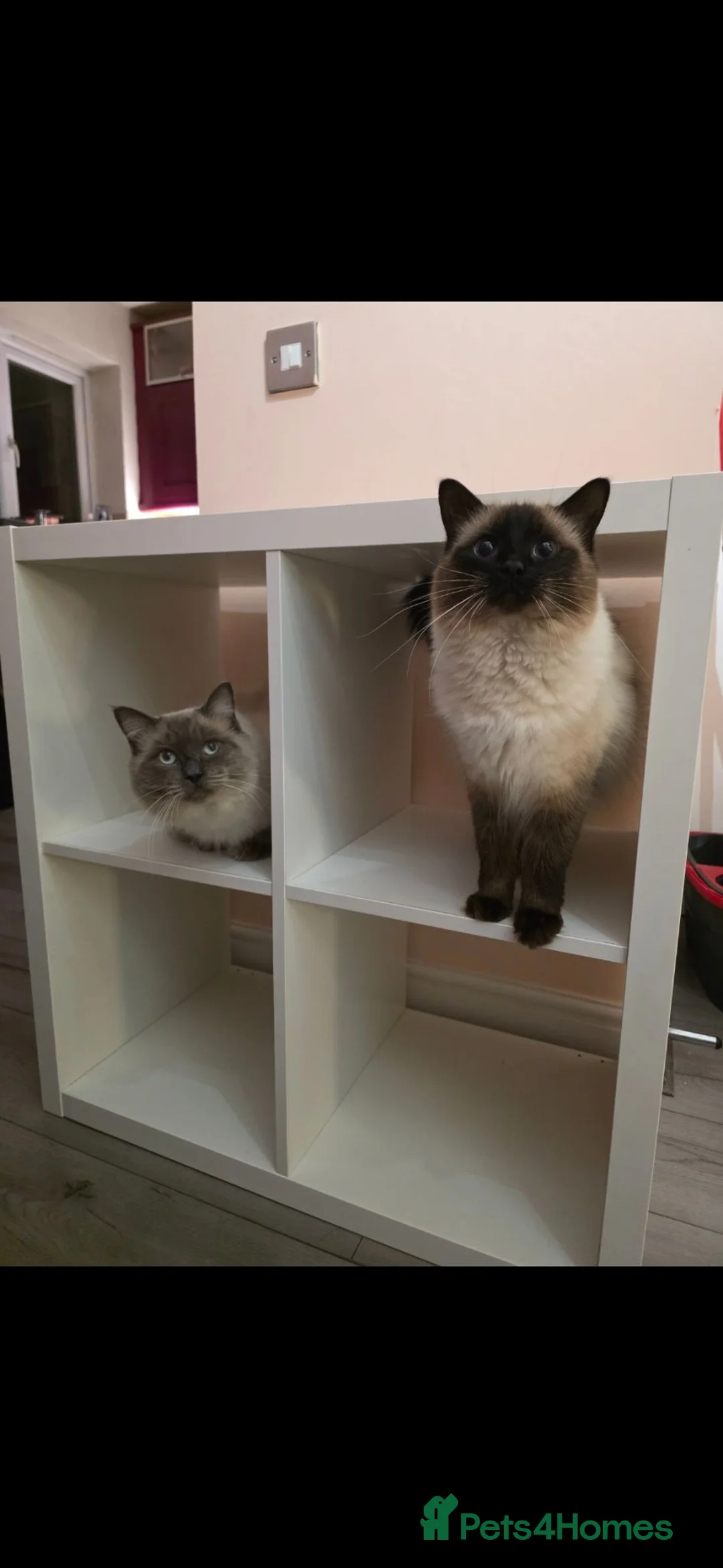 Ragdoll cats for sale: Ragdoll Babies  - Advert 2