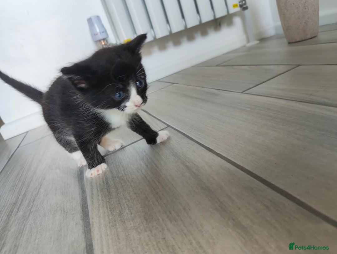 Mixed Breed cats for sale: 2 Male Kittens  - Image 8
