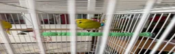 Budgerigars birds for sale: Pair of half tamed budgies  in Wallington - Advert 4