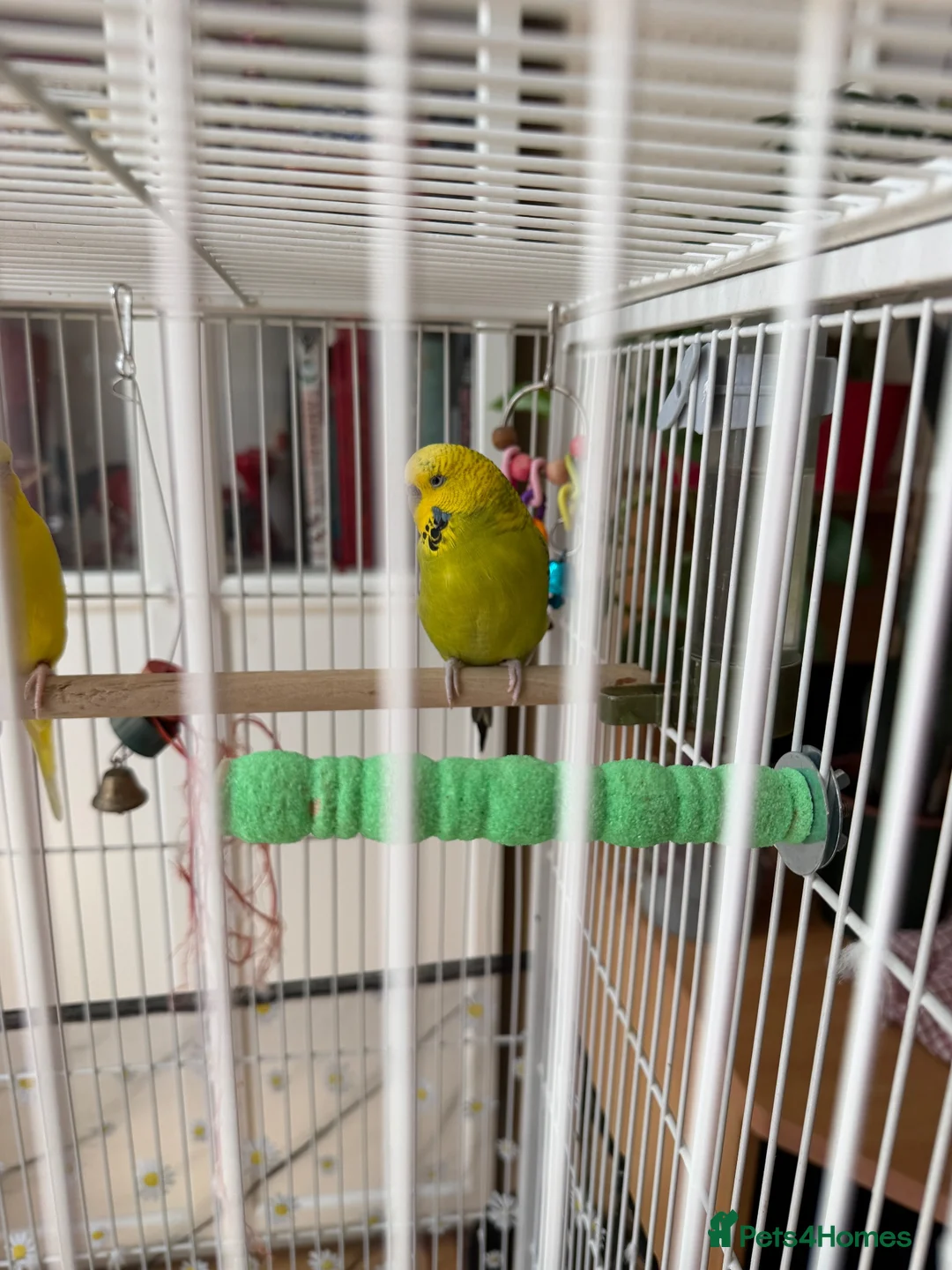 Budgerigars birds for sale: Pair of half tamed budgies  in Wallington - Advert 4