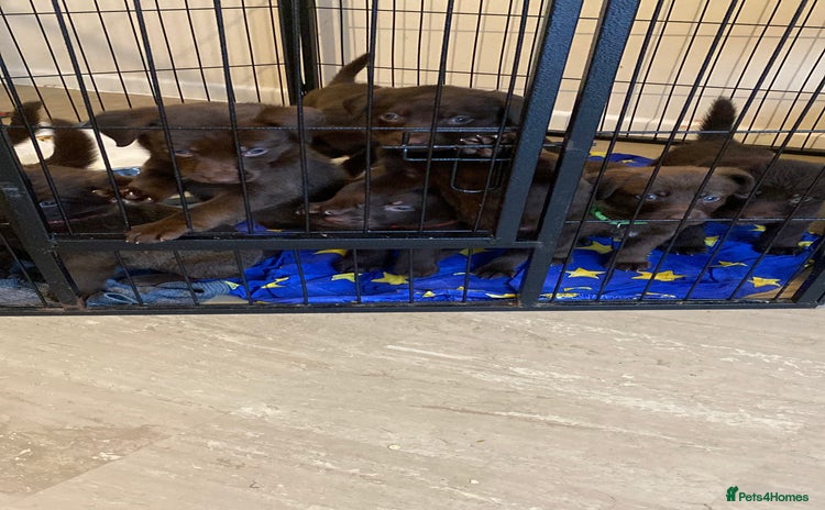 Mixed Breed dogs Beautiful Puppies – Few Left! - Advert 1