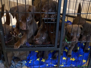 Mixed Breed dogs Beautiful Puppies – Few Left! - Advert 16