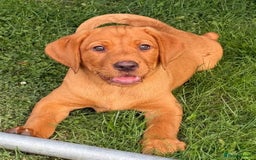 Labrador Retriever dogs for sale: KC REG RED FOX LABRADORS - ONLY 1 MALE LEFT  in Brockenhurst - Image 16