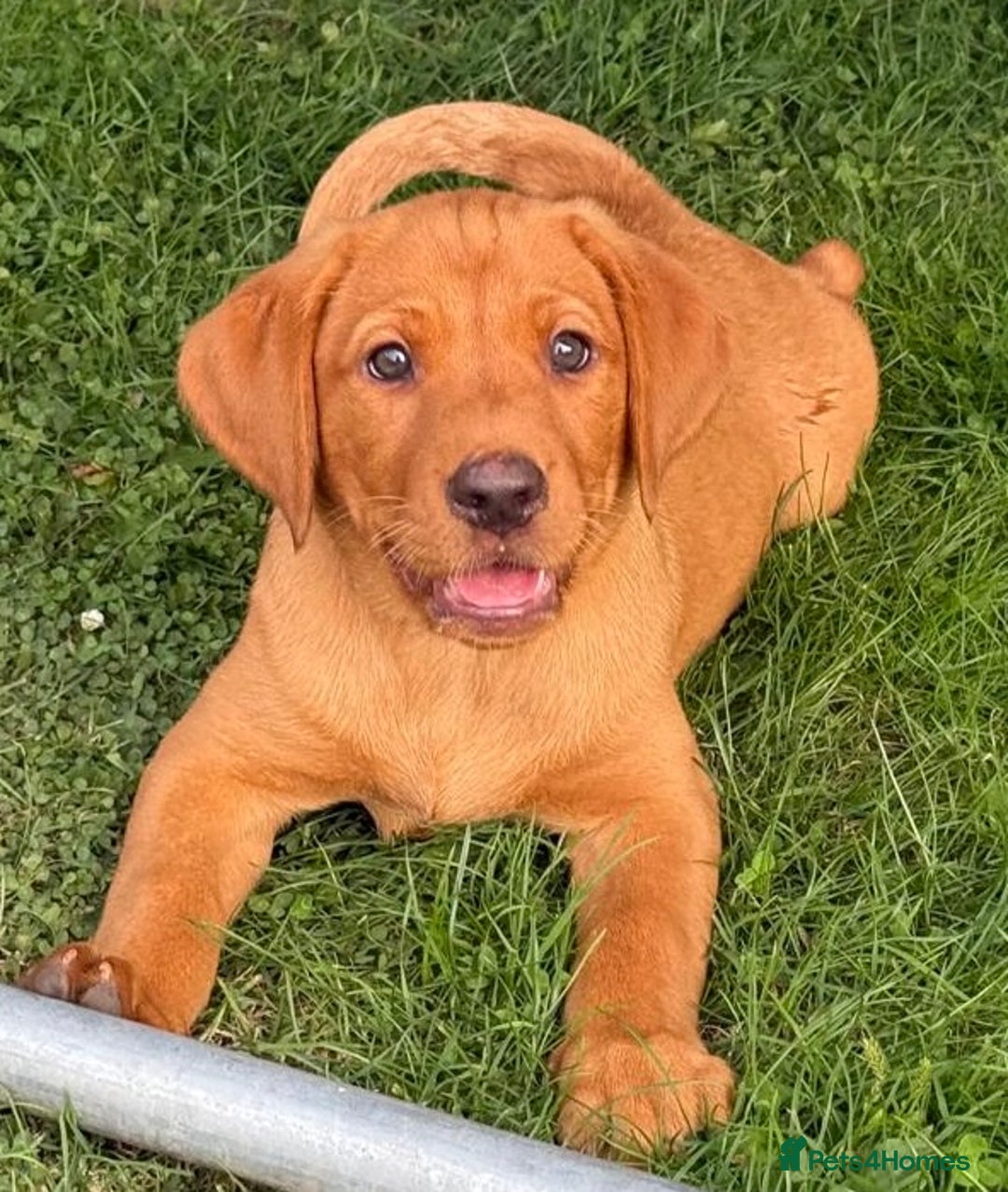 Labrador Retriever dogs for sale: KC REG RED FOX LABRADORS - ONLY 1 MALE LEFT  in Brockenhurst - Image 16