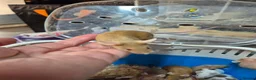 Mouse rodents for sale: Fancey Male and female mice - Advert 24