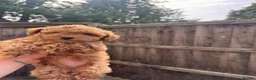 Toy Poodle dogs for sale: Beautiful Asian puppies 🐻❤️ - Advert 1