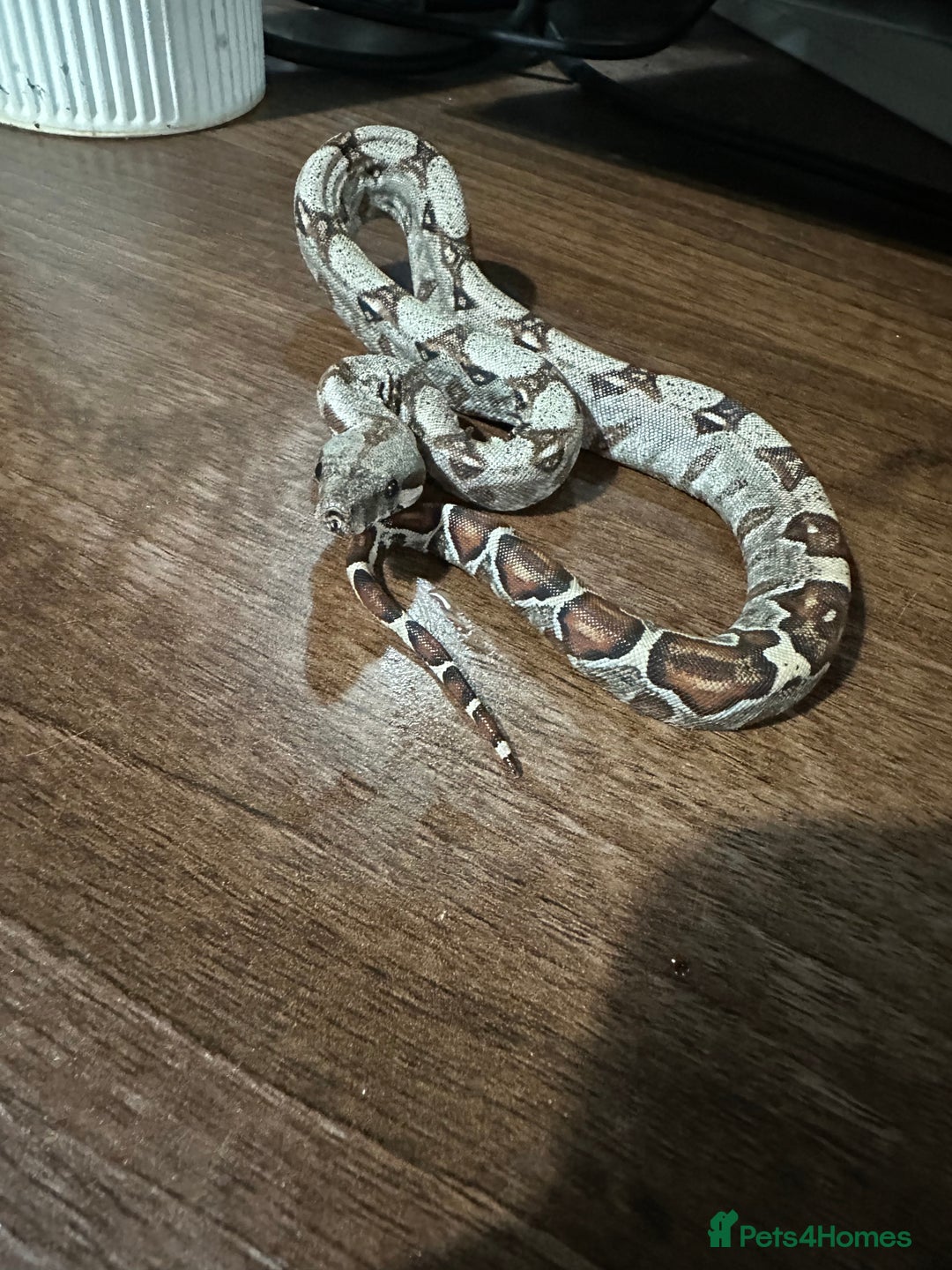 Boa Snake reptiles for sale: Baby boas  - Advert 4