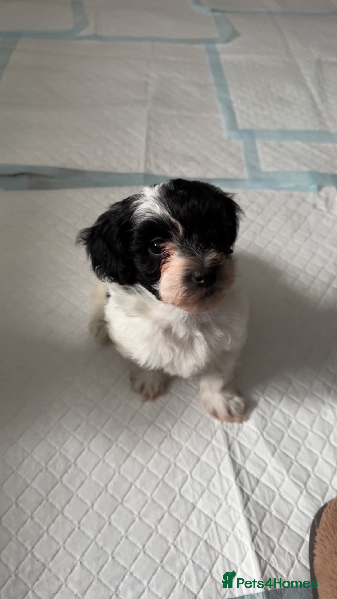 Maltipoo dogs Beautiful Maltipoo Puppies-vaccinated and chipped - Advert 2