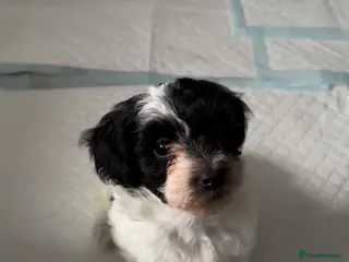 Maltipoo dogs Beautiful Maltipoo Puppies-vaccinated and chipped - Advert 2