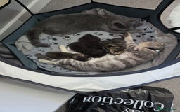 Scottish Fold cats for sale: Scottish Fold cross kitten  - Image 5
