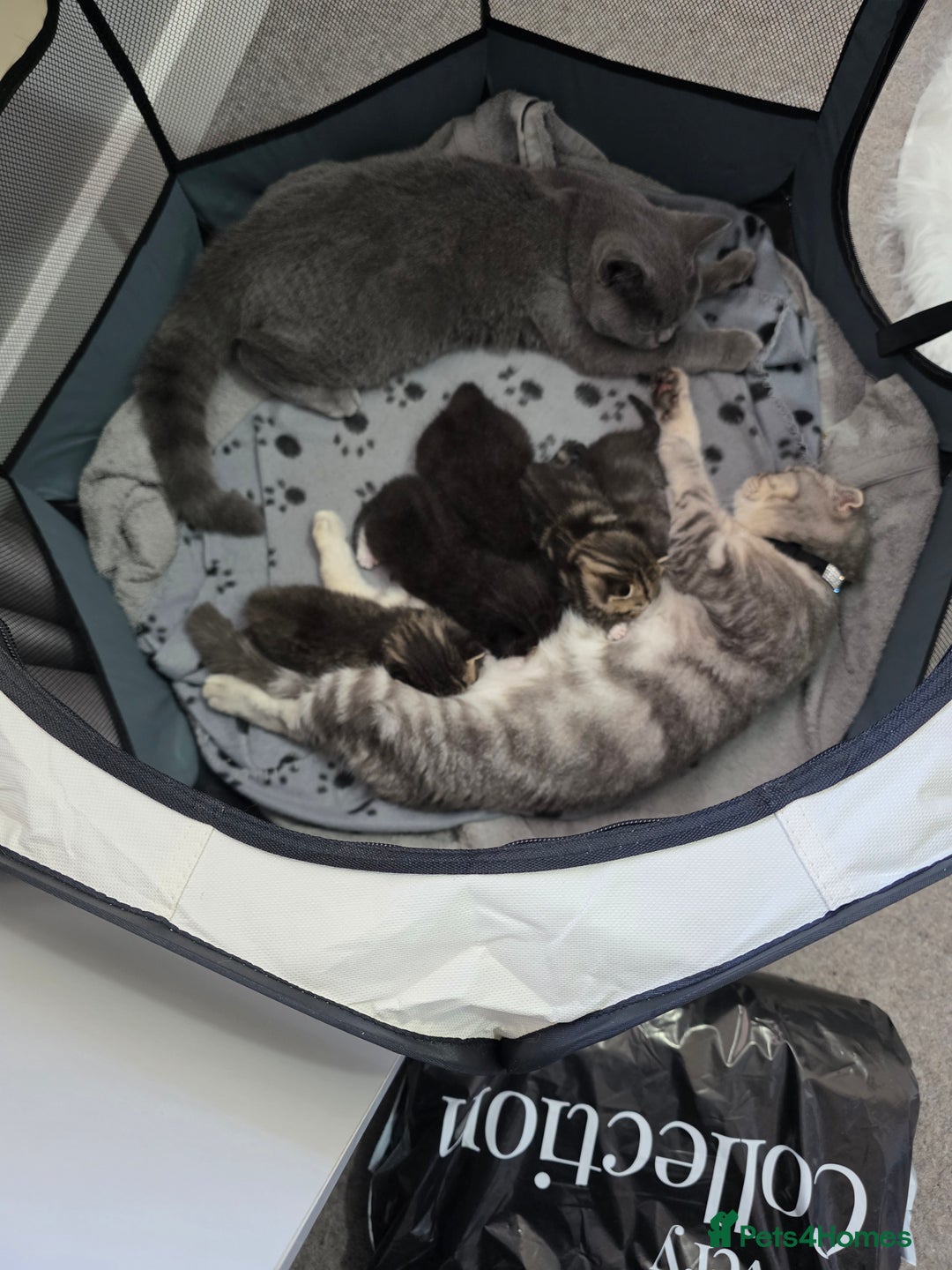 Scottish Fold cats for sale: Scottish Fold cross kitten  - Image 5