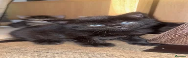 Mixed Breed 3
