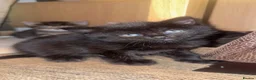 Mixed Breed cats for sale: Mixed breed kittens  - Advert 3