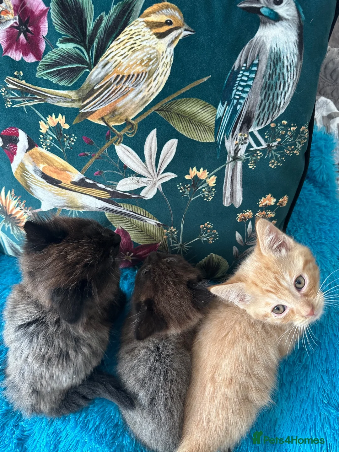 Mixed Breed cats for sale: 🐾 Beautiful Kittens Looking for new home 🏡  - Advert 12