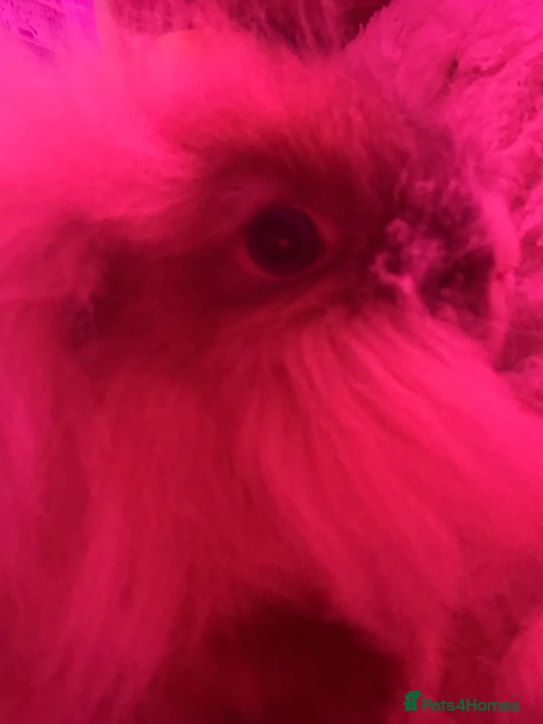 Lionhead rabbits for sale: Two female lionheads  - Advert 1